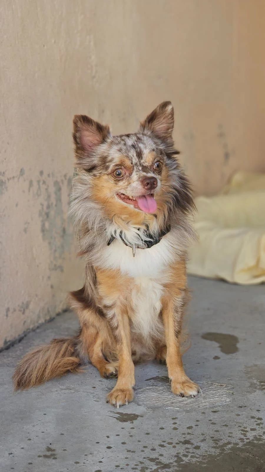 Tao, male 4yo Chihuahua for adoption at Au Service des Animaux 06