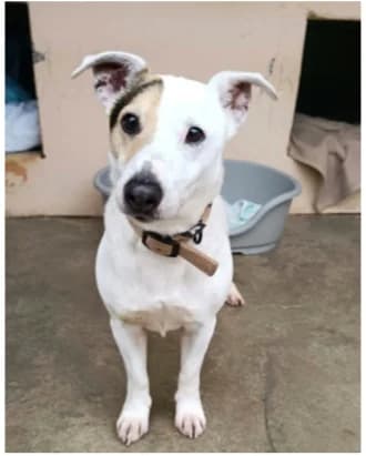 Tifou, male Mixed Breed for adoption at Au Service des Animaux 06