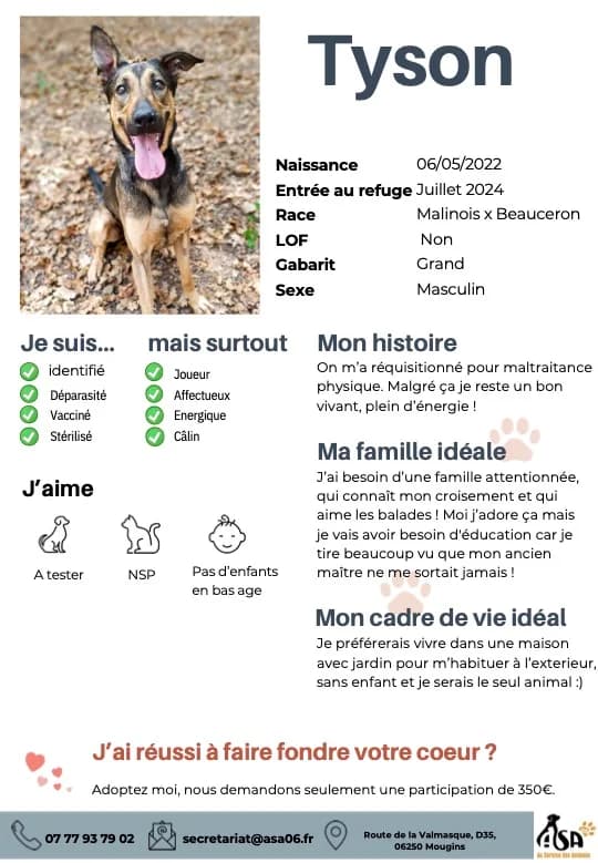 Tyson, male young Mixed Breed for adoption at Au Service des Animaux 06