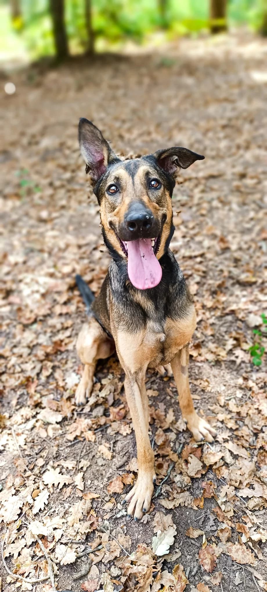 Tyson, male Mixed Breed for adoption at Au Service des Animaux 06