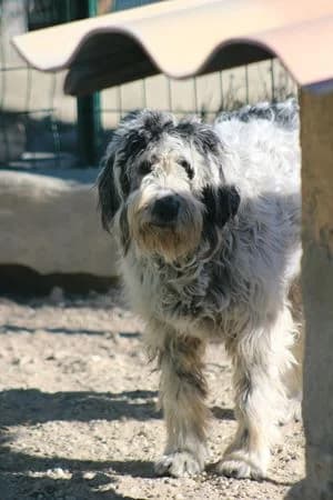 NOUMEA, English Setter for adoption at Association pour la sauvegarde des animaux abandonnés et perdus