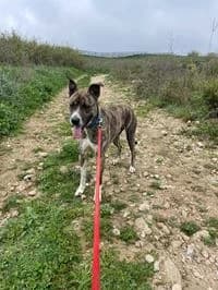 SONY, male Belgian Malinois for adoption at Association pour la sauvegarde des animaux abandonnés et perdus