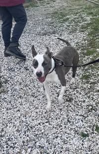 ROMEO, mixed breed for adoption at Association pour la sauvegarde des animaux abandonnés et perdus