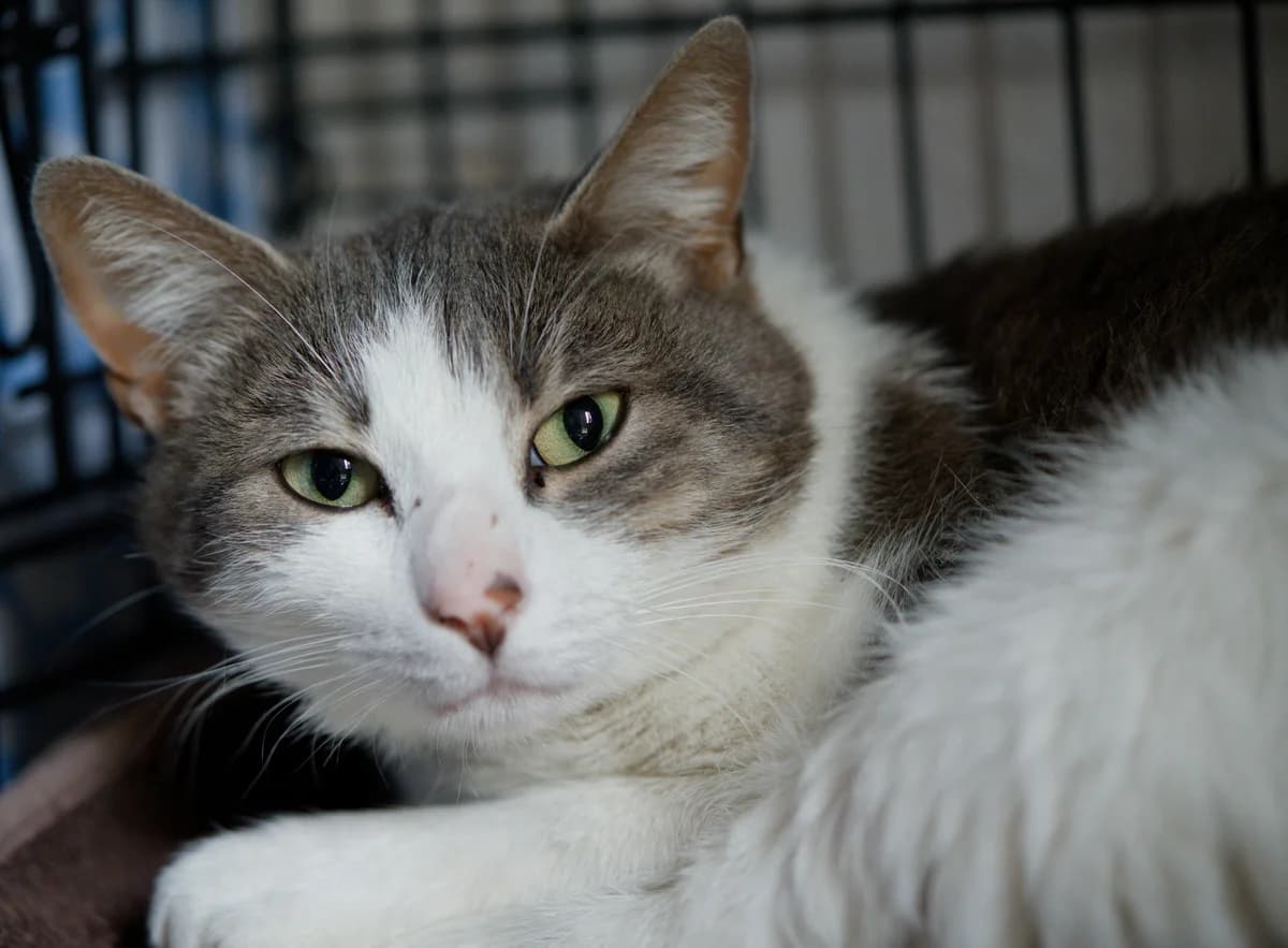 Angel, female Mixed Breed for adoption at Asclaf