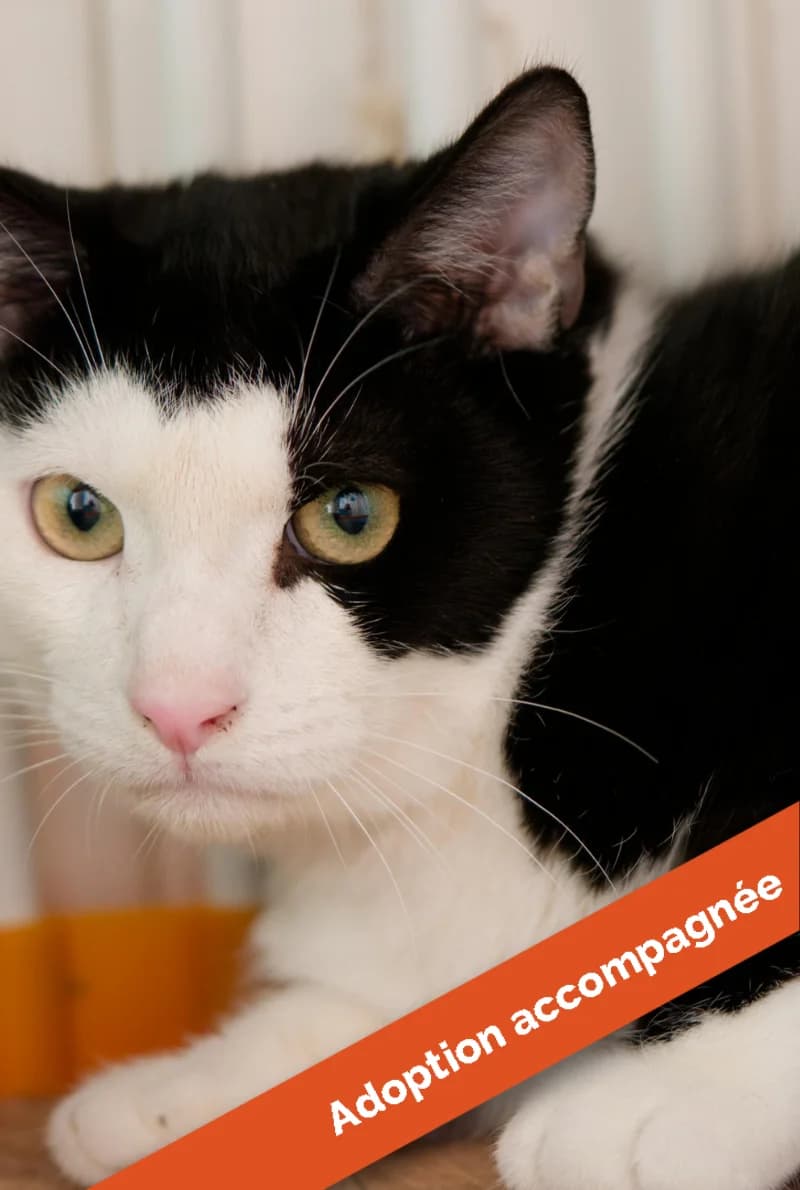 Angelo, male Mixed Breed for adoption at Asclaf