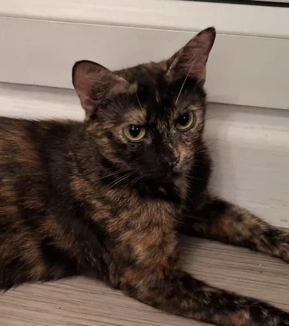 Aquarelle, female Mixed Breed for adoption at Asclaf