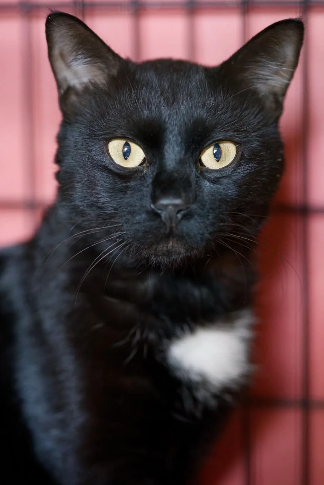 Arka, male Mixed Breed for adoption at Asclaf