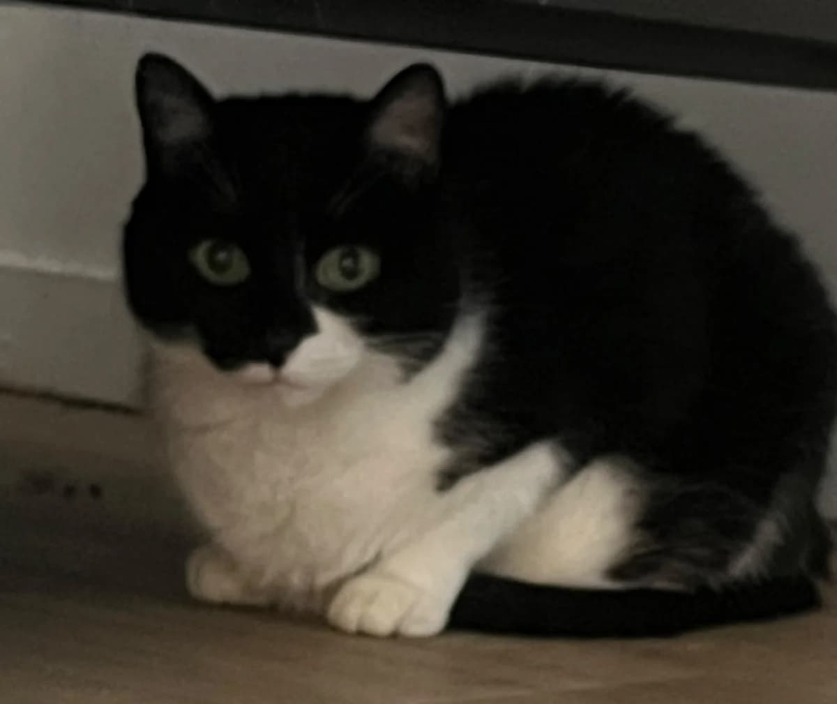 Caline, Mixed Breed for adoption at Asclaf