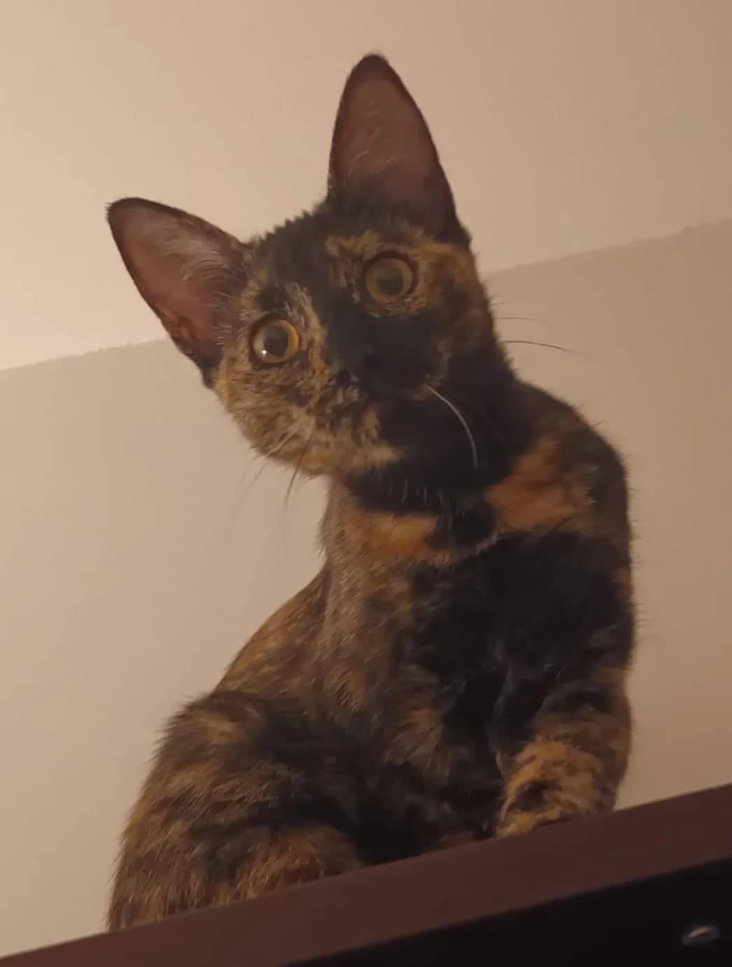 Calysta, female Mixed Breed for adoption at Asclaf