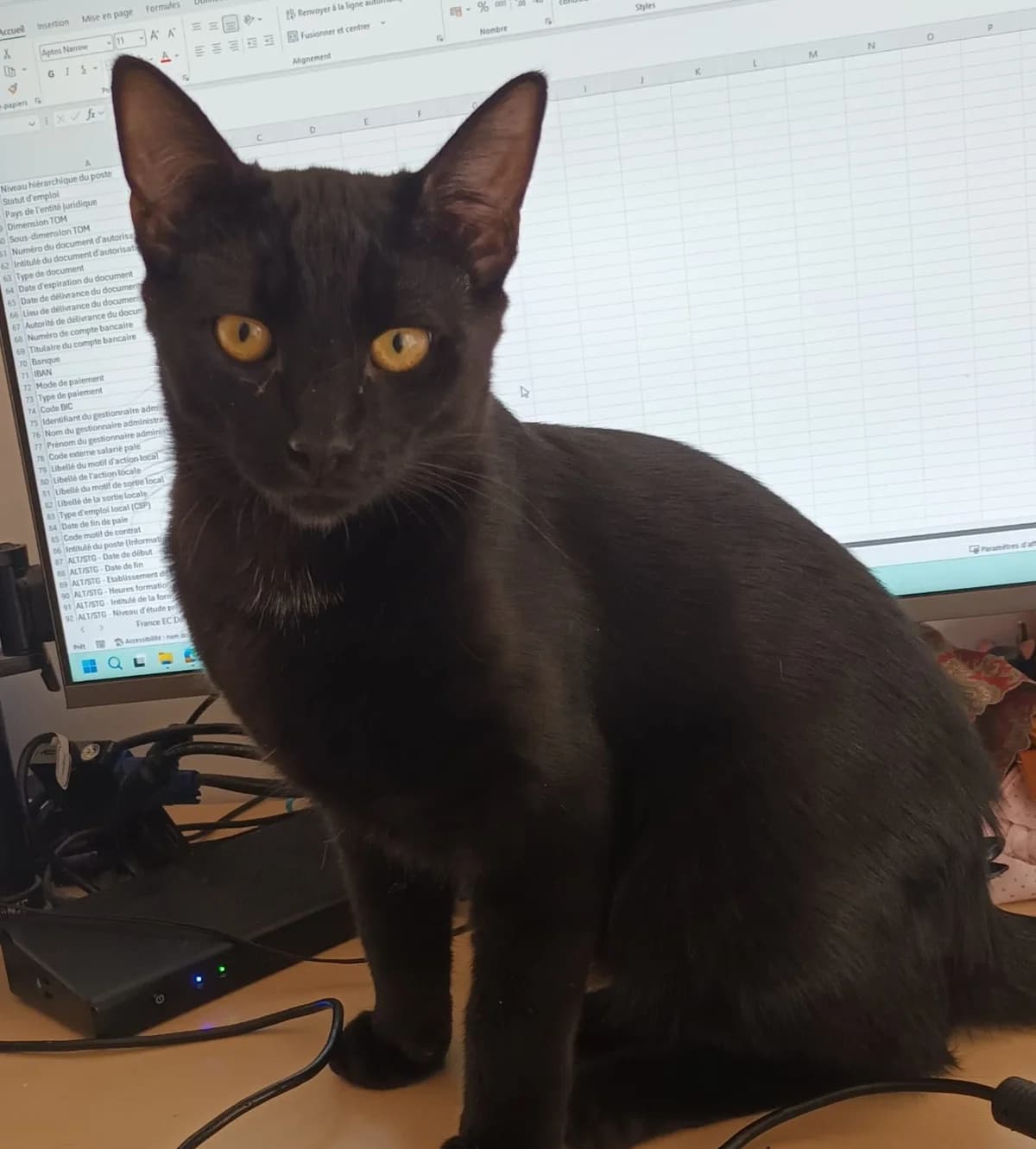 Lysandre, male Mixed Breed for adoption at Asclaf
