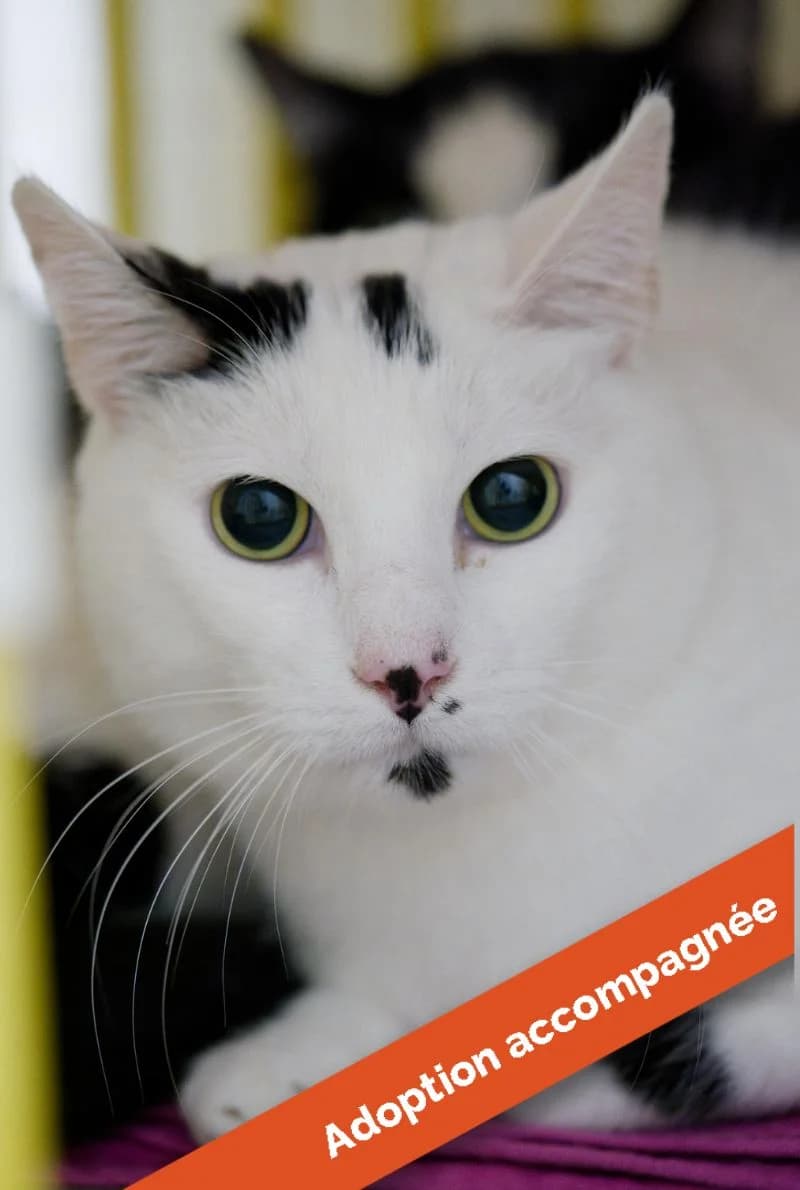 Oggy, male Mixed Breed for adoption at Asclaf