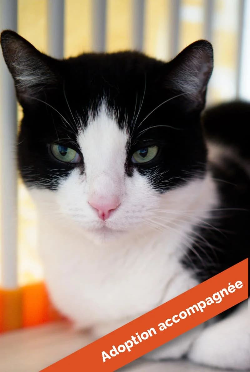 Oneil, male Mixed Breed for adoption at Asclaf