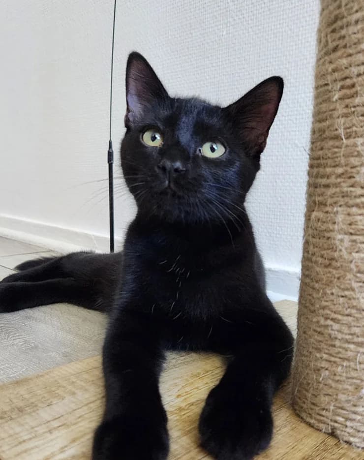 Salem, male Mixed Breed for adoption at Asclaf