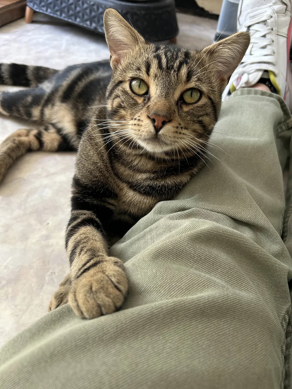 Socrate, male Mixed Breed for adoption at Asclaf
