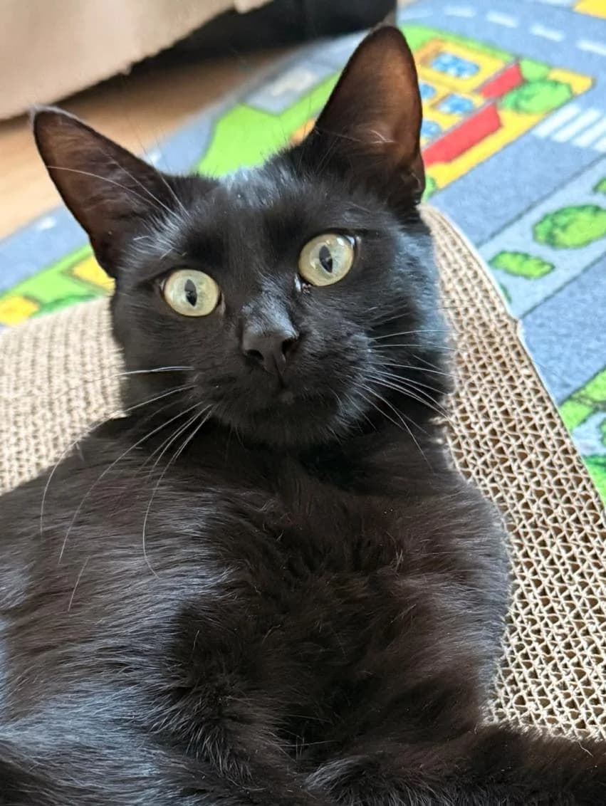 Suckie, female Mixed Breed for adoption at Asclaf