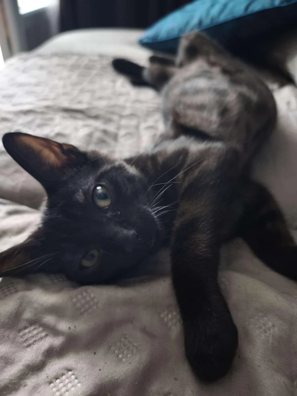 Trifouillis, male Mixed Breed for adoption at Asclaf