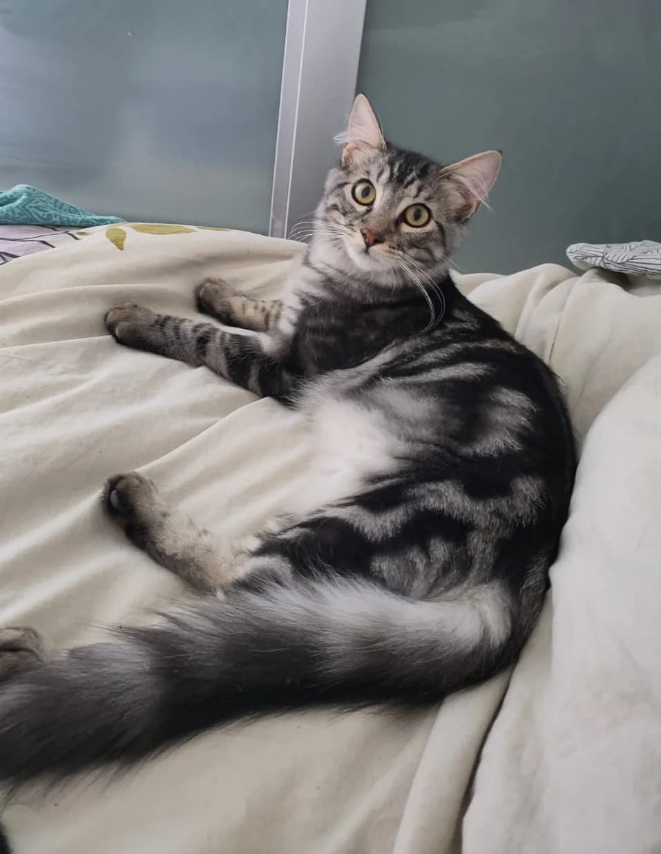 Tucson, male Mixed Breed for adoption at Asclaf