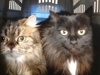 Noisette et Pat, Noir Tigré female Mixed Breed for adoption at Association Secours Protection Animale (Manosque), Manosque