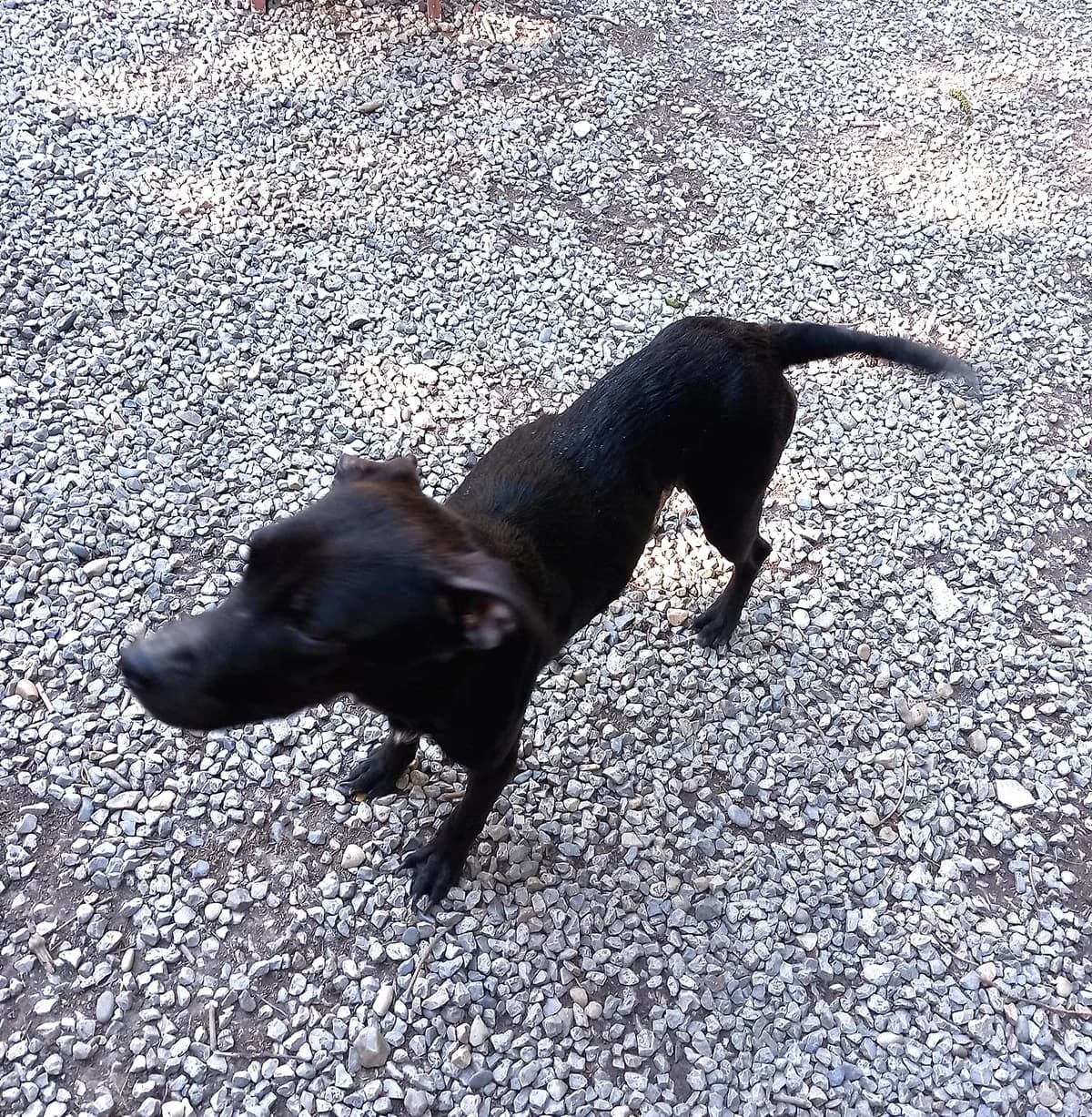 Nala 2 et ses petits, Noir female Labrador Retriever for adoption at Association Secours Protection Animale (Manosque), Manosque