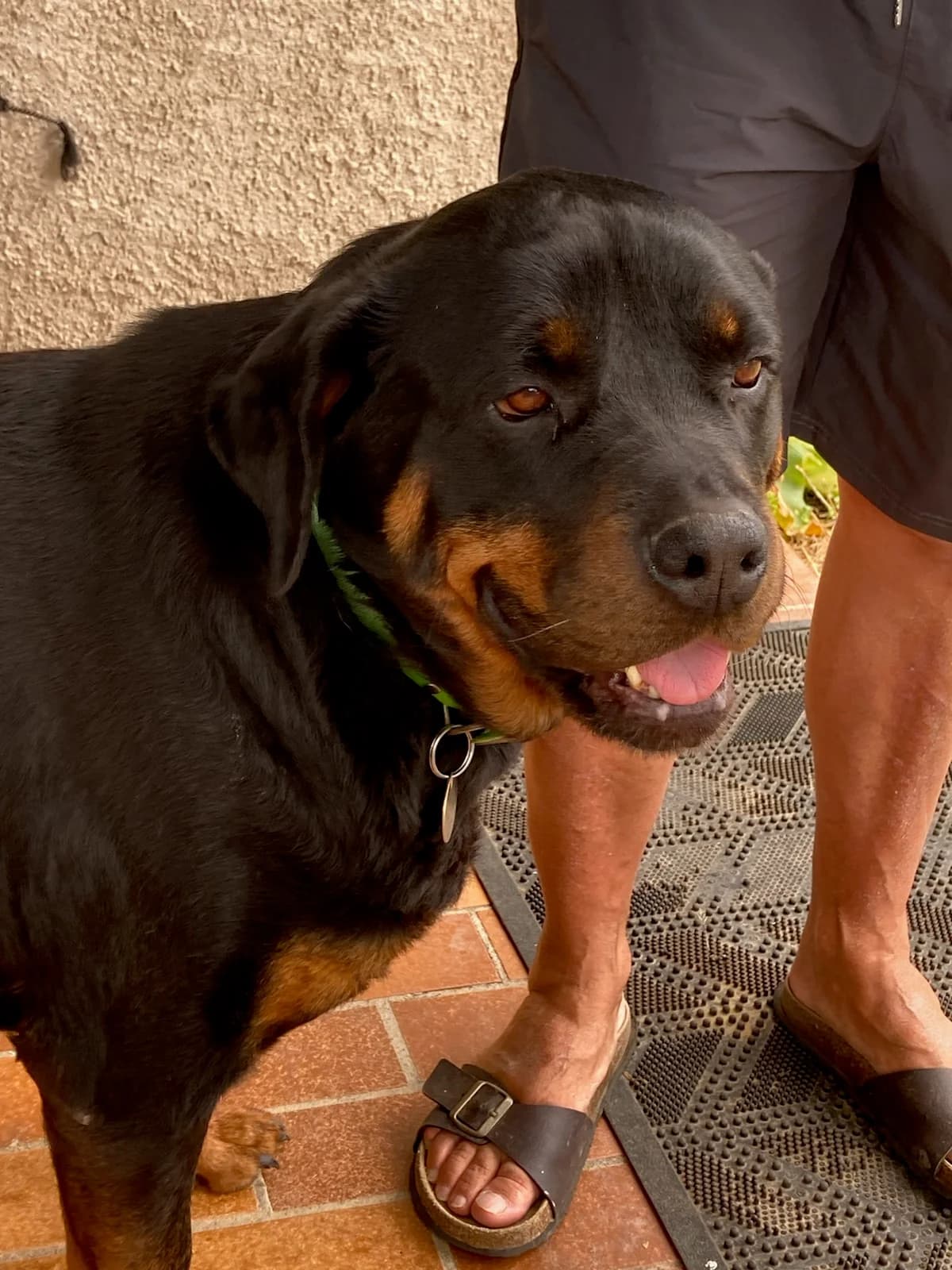 Orka, Noir et feu female Rottweiler for adoption at Association Secours Protection Animale (Manosque), Manosque