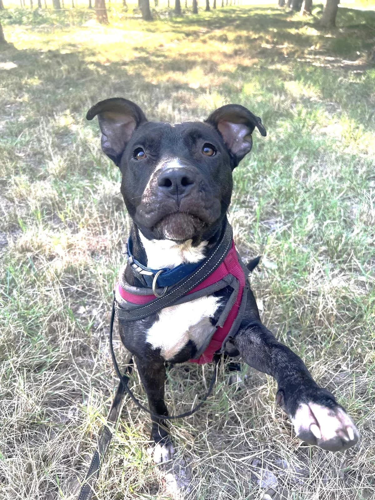 Bianca, Noir et blanc female Staffordshire Bull Terrier for adoption at Association Secours Protection Animale (Manosque), Manosque