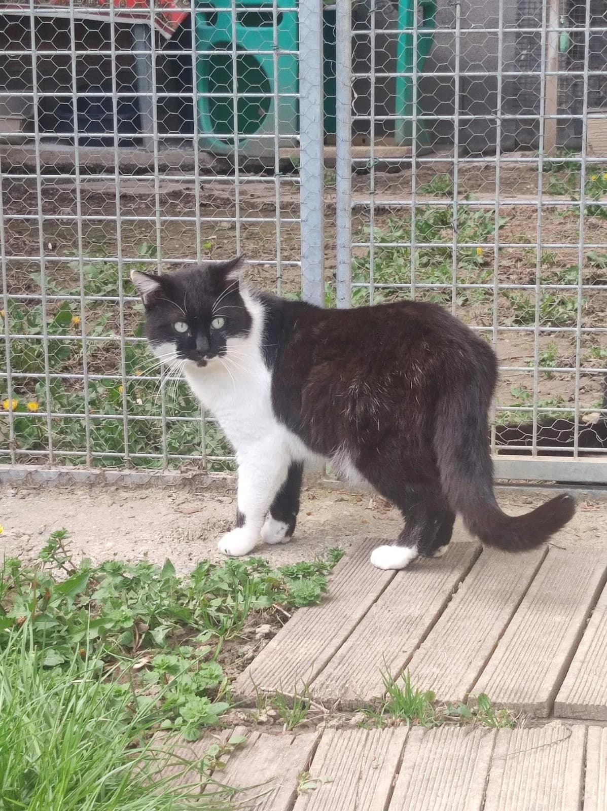 Okapi, Noir et blanc male 3yo European Shorthair for adoption at Association Secours Protection Animale (Manosque), Manosque
