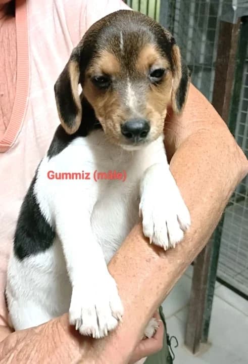 Gummiz, Taille : male Beagle for adoption at Association Secours Protection Animale (Manosque), Manosque