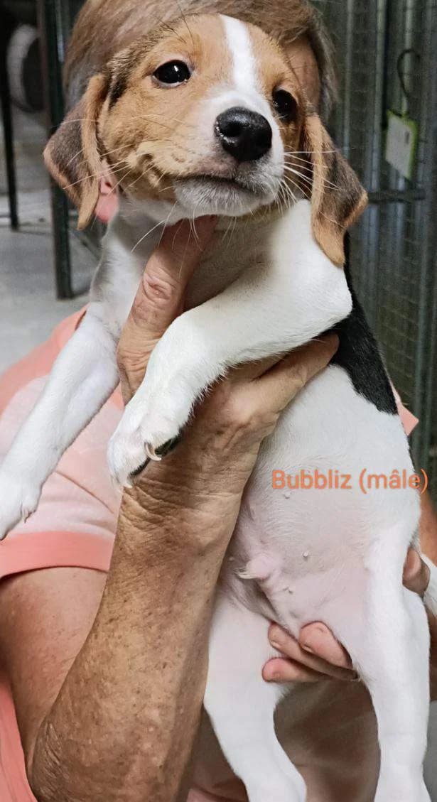 Bubbliz, Taille : male Beagle for adoption at Association Secours Protection Animale (Manosque), Manosque