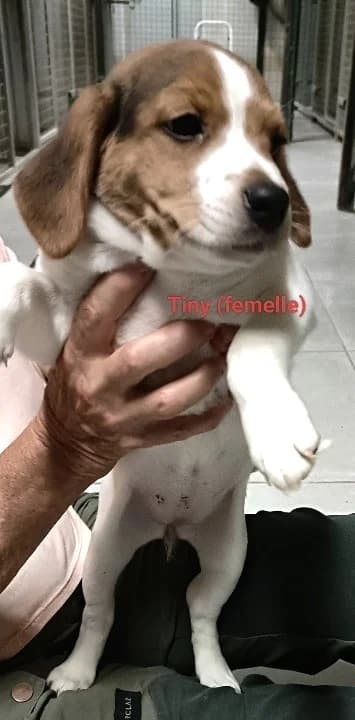 Tiny, Taille : female Beagle for adoption at Association Secours Protection Animale (Manosque), Manosque