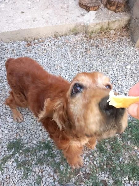 Saca, Fauve male Cocker Spaniel for adoption at Association Secours Protection Animale (Manosque), Manosque