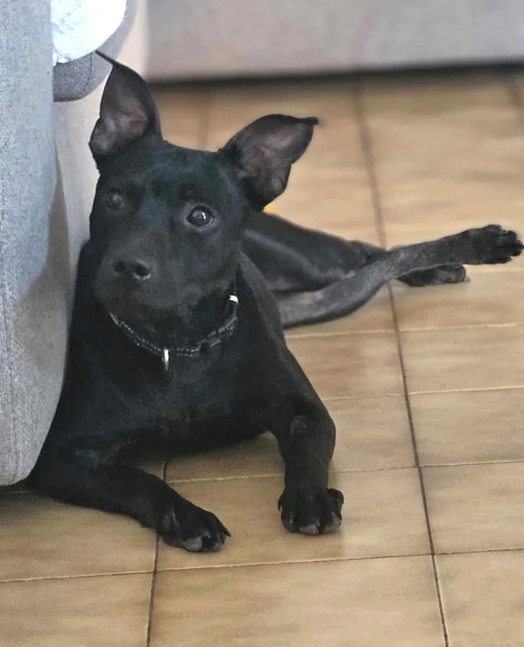 Jade, Noir female Staffordshire Bull Terrier for adoption at Association Secours Protection Animale (Manosque), Manosque