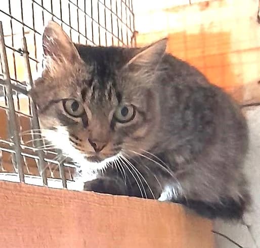 Ohayo, Tigré male European Shorthair for adoption at Association Secours Protection Animale (Manosque), Manosque