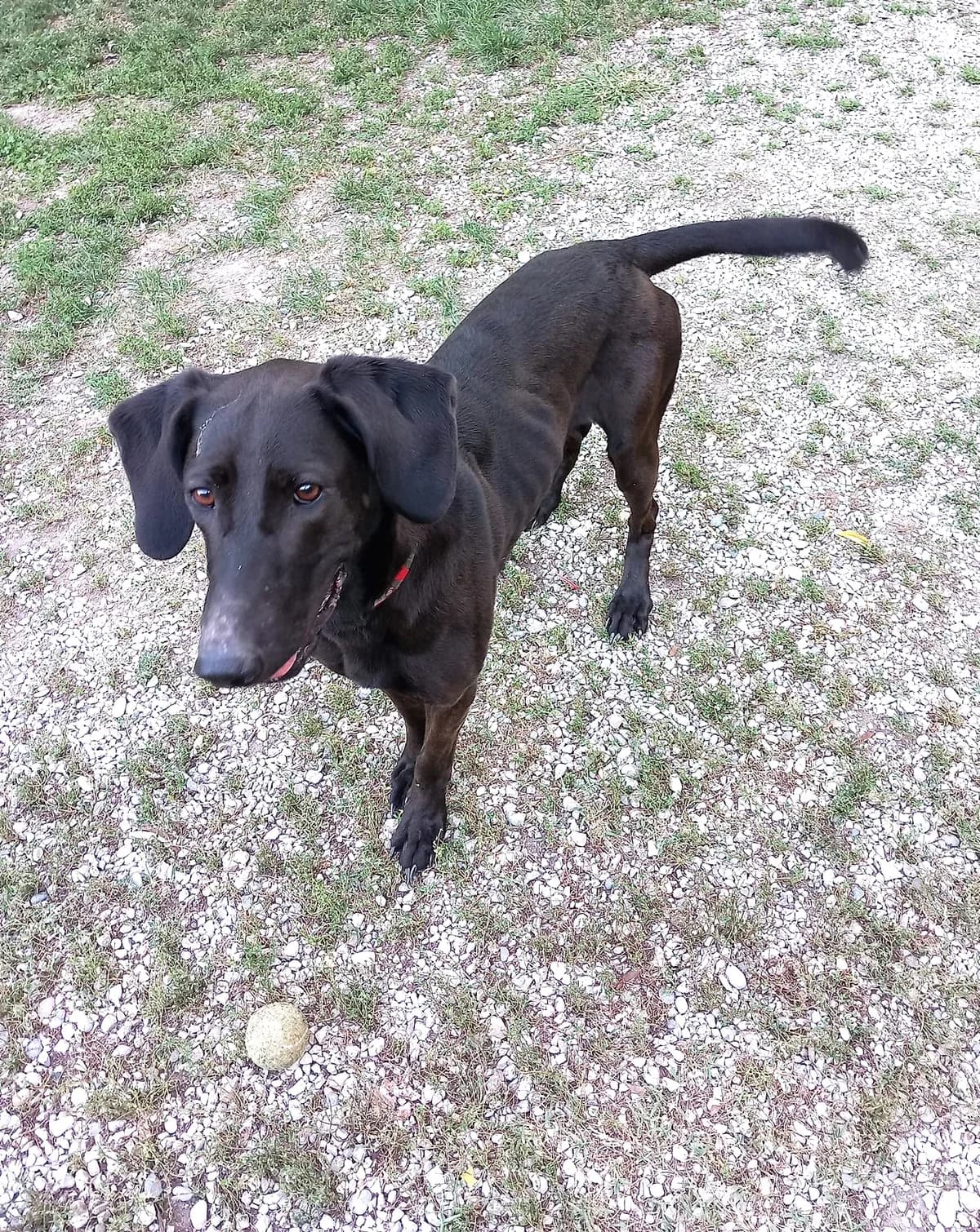 Sora, Noir female 5yo Belgian Malinois for adoption at Association Secours Protection Animale (Manosque), Manosque
