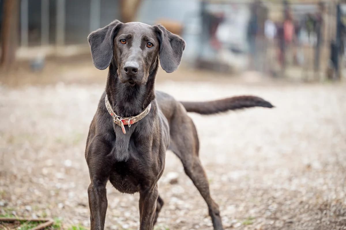 Sora, Noir female 5yo Belgian Malinois for adoption at Association Secours Protection Animale (Manosque), Manosque