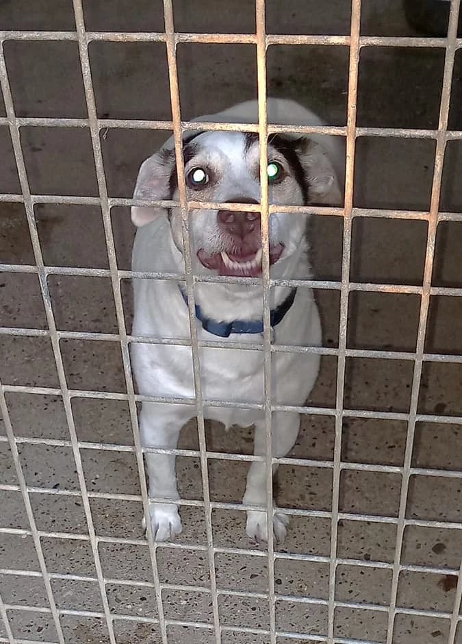 Junior, Commentaires : Junior est OK chiens et chats. male Jack Russell Terrier for adoption at Association Secours Protection Animale (Manosque), Manosque