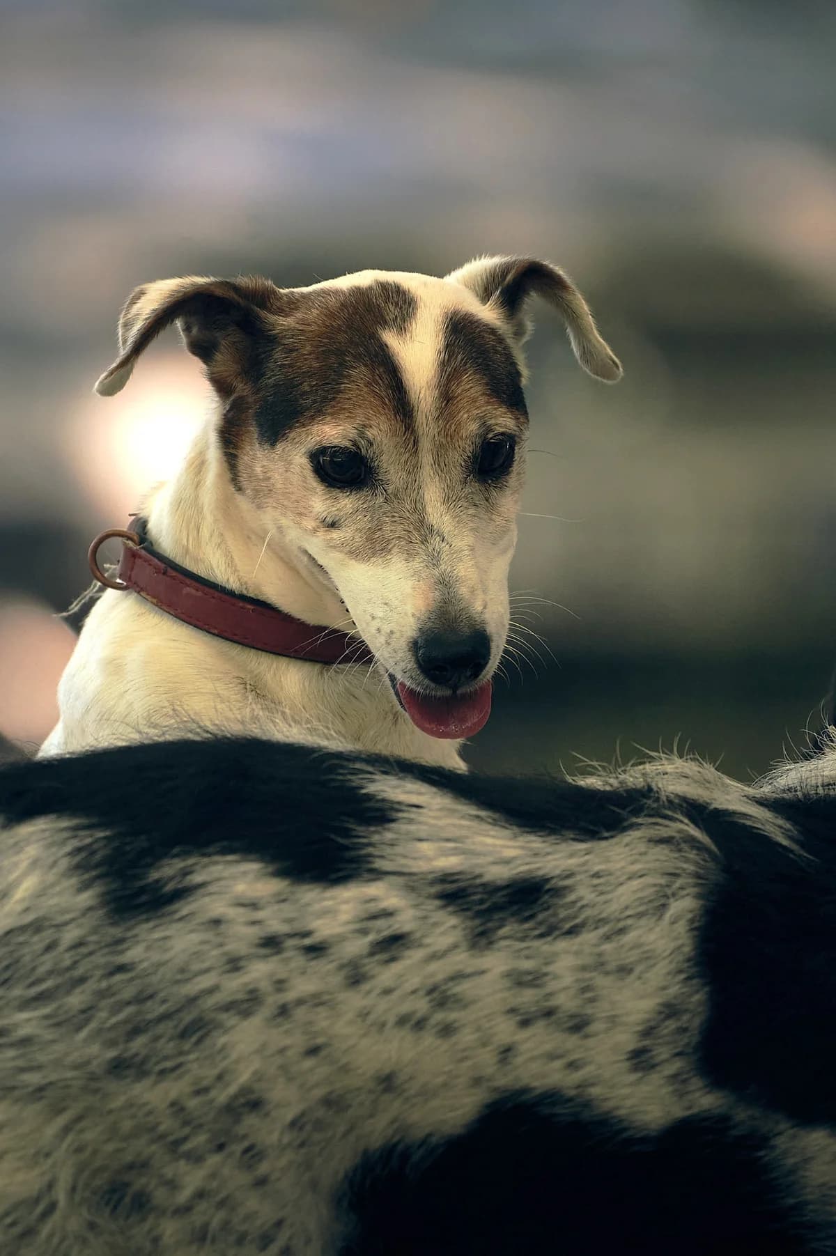 Florette, Commentaires : FLORETTE est revenue au refuge après un an d adoption. Sa maîtresse a été hospit female Jack Russell Terrier for adoption at Association Secours Protection Animale (Manosque), Manosque