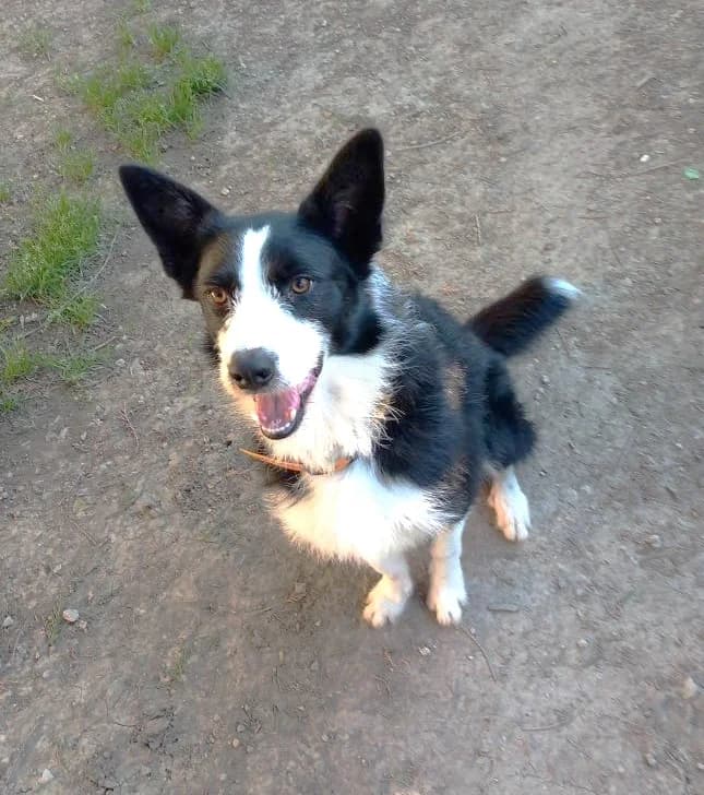 Paco, male 4yo Border Collie for adoption at Association Secours Protection Animale (Manosque), Manosque