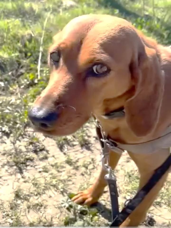 Chance, Fauve female Vizsla for adoption at Association Secours Protection Animale (Manosque), Manosque