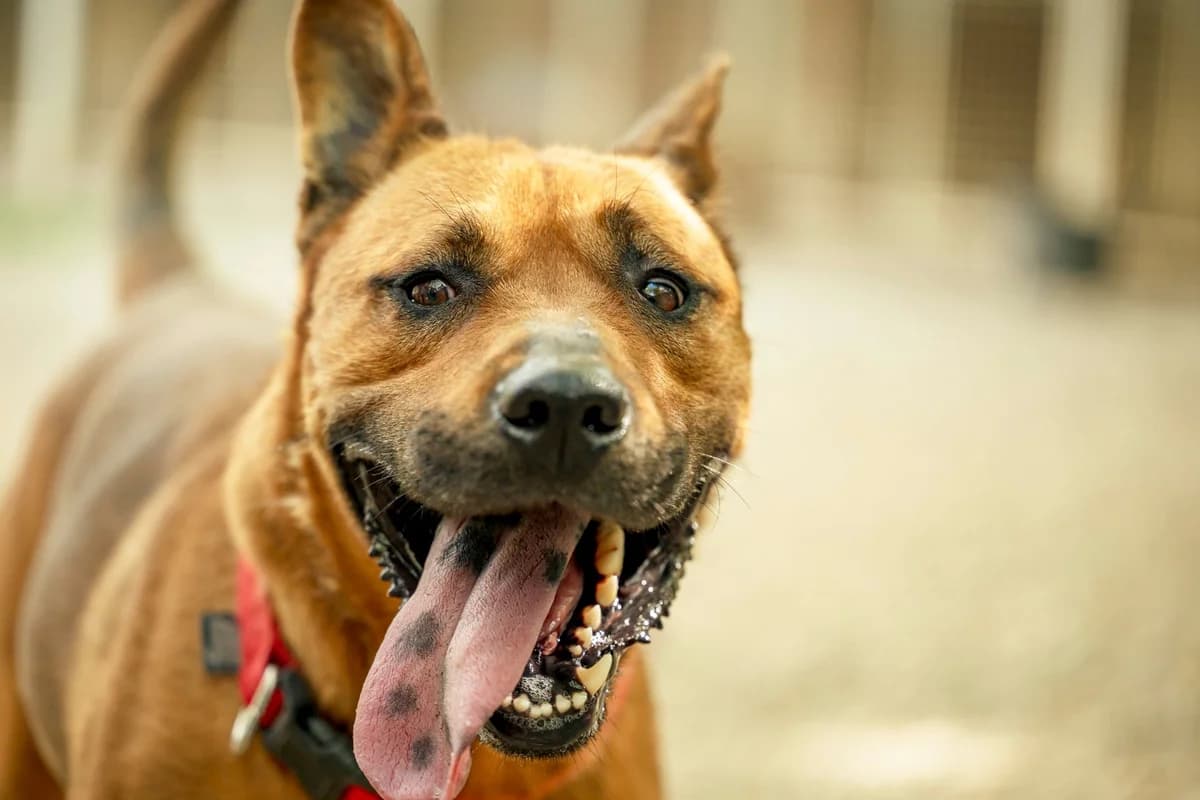 Tex, Fauve male Mixed Breed for adoption at Association Secours Protection Animale (Manosque), Manosque