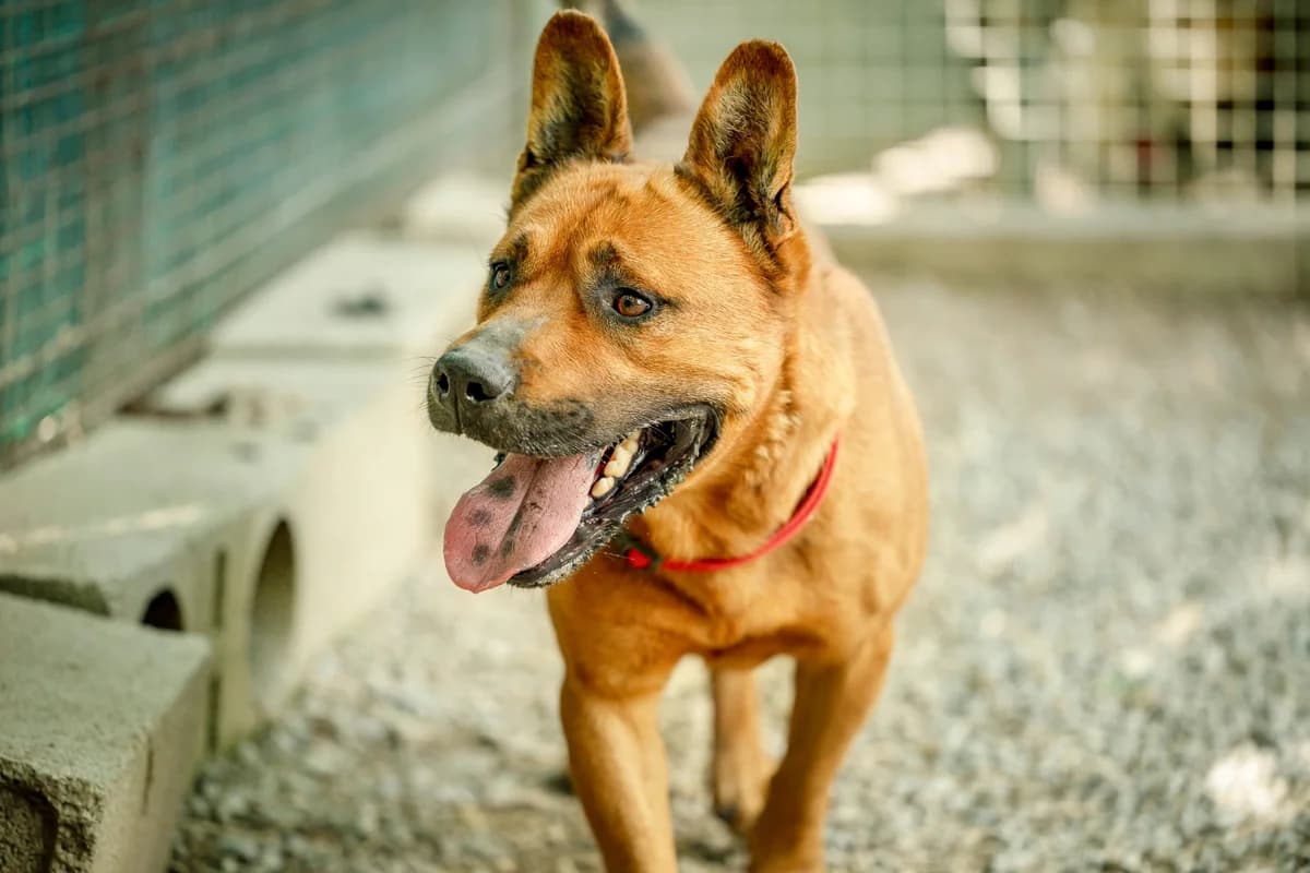 Tex, Fauve male 7yo Mixed Breed for adoption at Association Secours Protection Animale (Manosque), Manosque