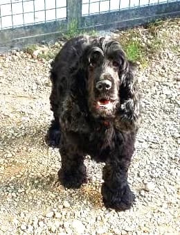 Ozone, Noir female Cocker Spaniel for adoption at Association Secours Protection Animale (Manosque), Manosque