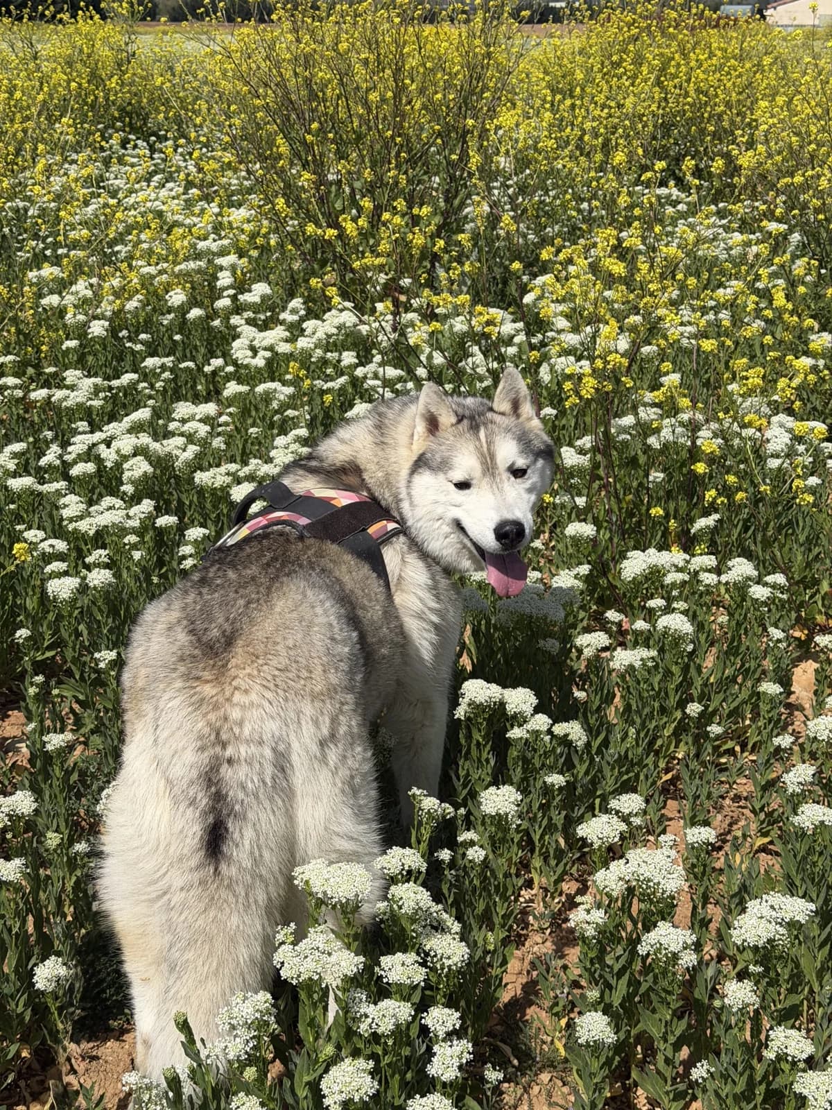 Raïko, Fleur de lys male 5yo Husky for adoption at Association Secours Protection Animale (Manosque), Manosque