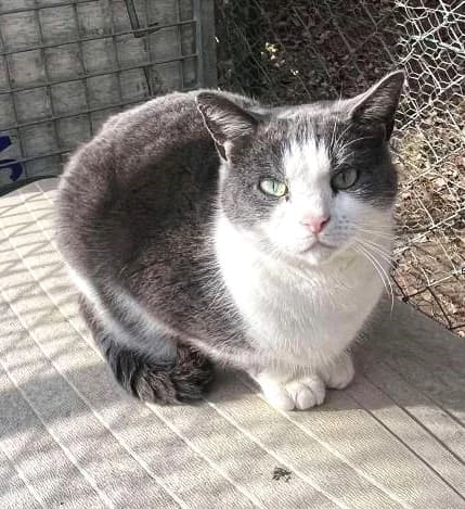 Nuage, Taille : male 3yo European Shorthair for adoption at Association Secours Protection Animale (Manosque), Manosque