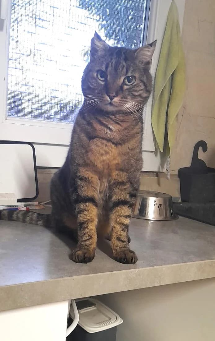 Angelo, Taille : male senior European Shorthair for adoption at Association Secours Protection Animale (Manosque), Manosque