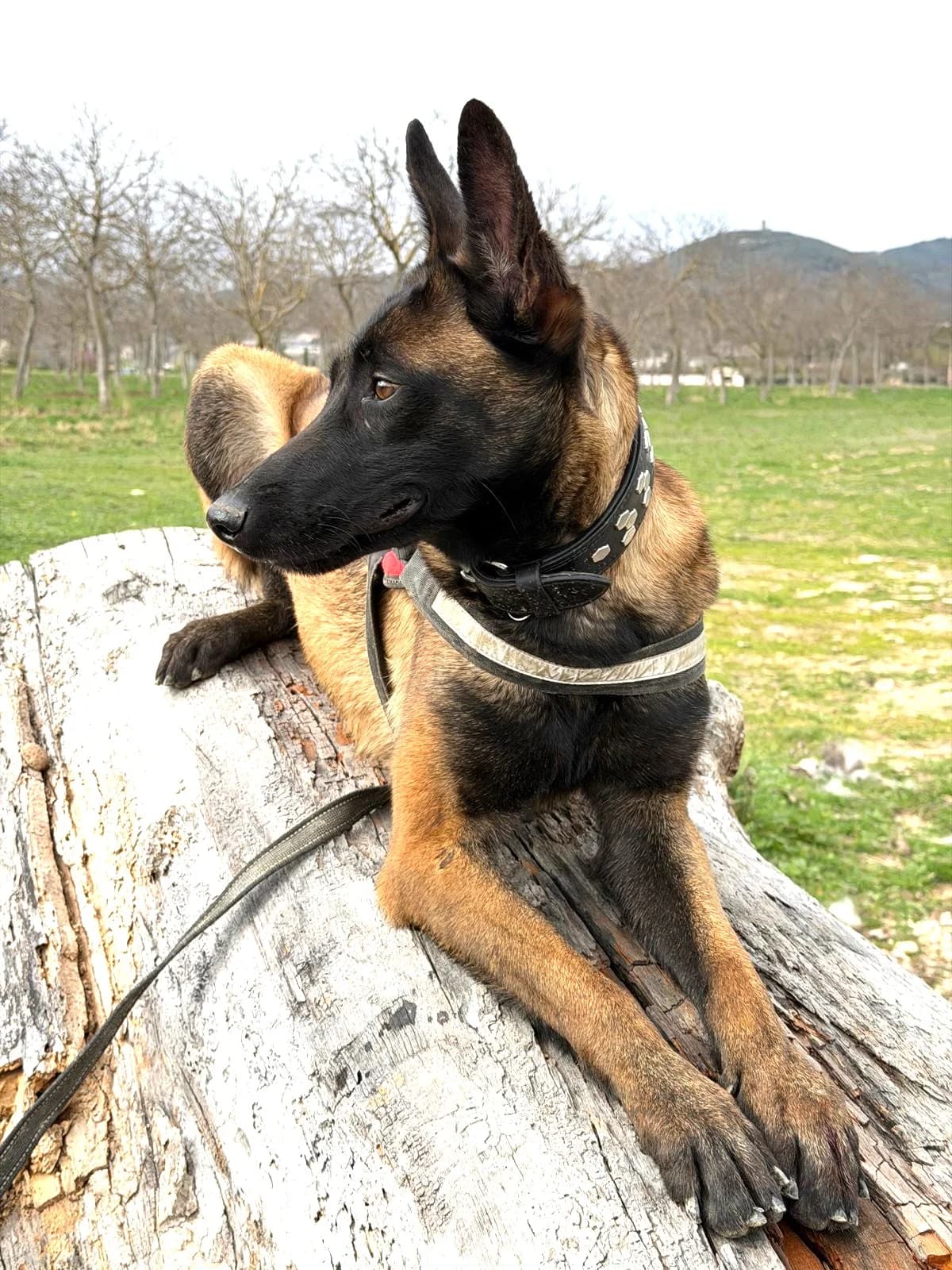 Farah, Fauve Charbonné Masque Noir female 3yo Belgian Malinois for adoption at Association Secours Protection Animale (Manosque), Manosque