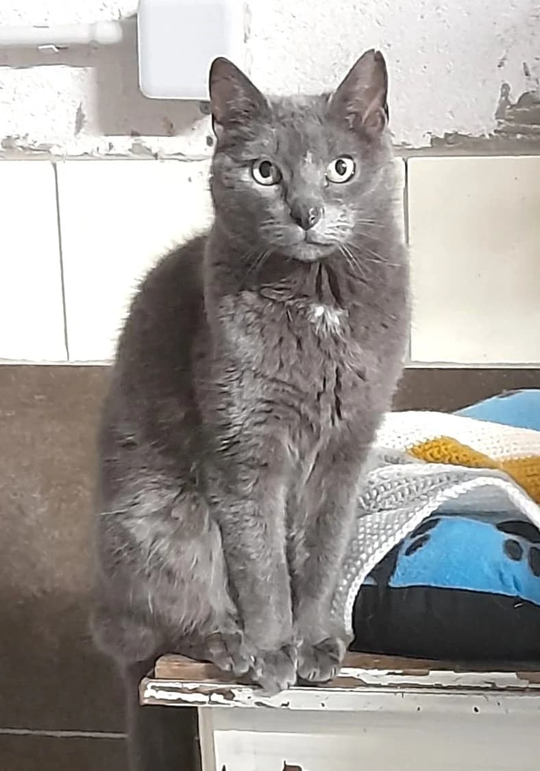 Perle et Ptitbout, Taille : female senior European Shorthair for adoption at Association Secours Protection Animale (Manosque), Manosque