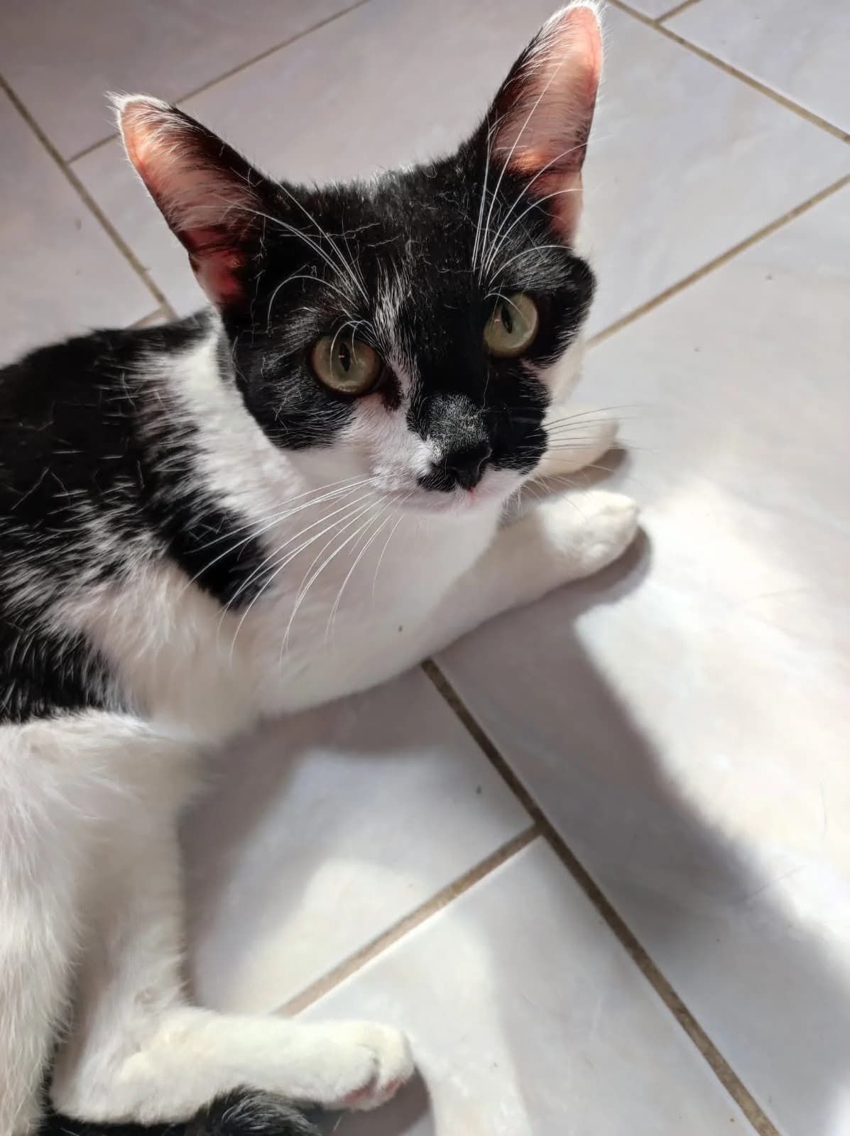 Delta, female young European Shorthair for adoption at Association Secours Protection Animale (Manosque), Manosque