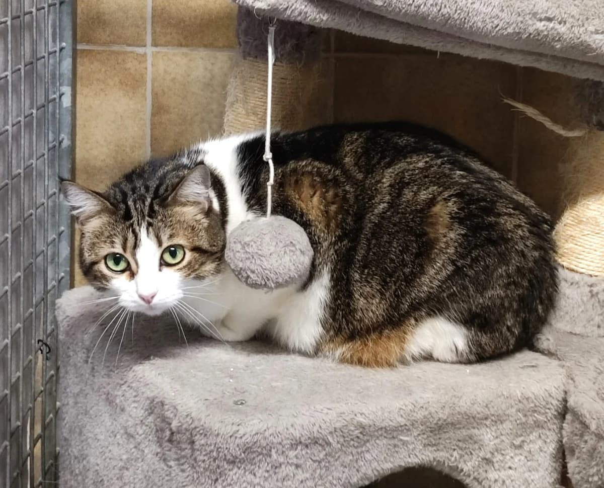 Cerise, female 6yo European Shorthair for adoption at Association Secours Protection Animale (Manosque), Manosque