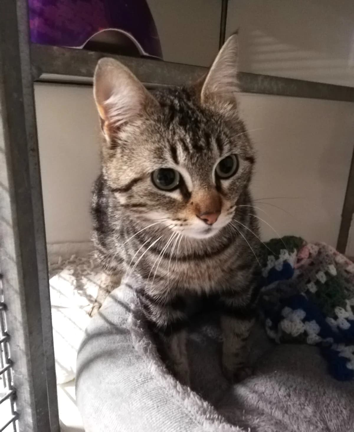 Yara, Taille : female young European Shorthair for adoption at Association Secours Protection Animale (Manosque), Manosque