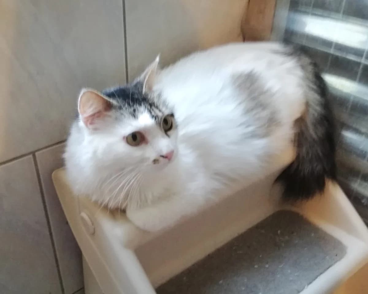 Siwa, Taille : female 6yo European Shorthair for adoption at Association Secours Protection Animale (Manosque), Manosque